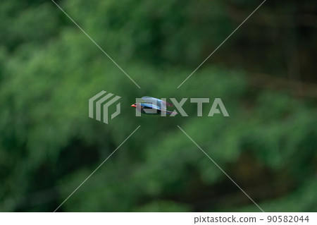 Forest Jewels Flying of the Dollarbird Forest Jewels Flying of the Dollarbird 90582044