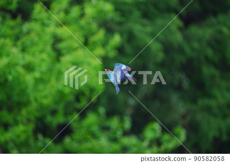 Forest Jewels Flying of the Dollarbird Forest Jewels Flying of the Dollarbird 90582058