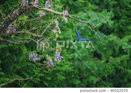 Forest Jewels Flying of the Dollarbird Forest Jewels Flying of the Dollarbird 90582076