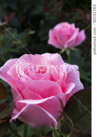 Elegant rose Queen Elizabeth Elegant rose Queen Elizabeth 90582369