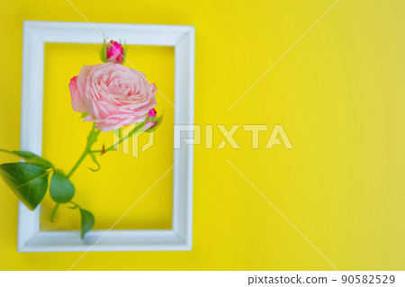 There is a pink rose flower in a white wooden frame, with a place for text on a bright yellow background. High quality photo There is a pink rose flower in a white wooden frame, with a place for text on a bright yellow background. High quality photo 90582529