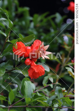 石榴花 01 90582534