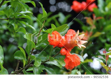石榴花 02 石榴花 02 90582536
