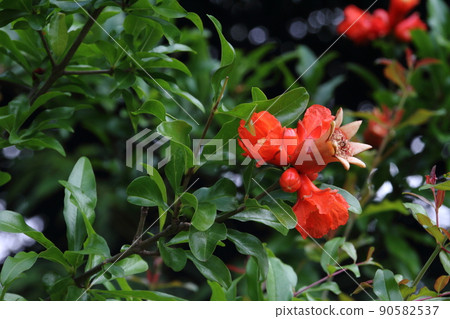 石榴花 03 石榴花 03 90582537