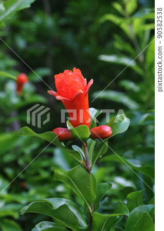 石榴花 04 石榴花 04 90582538