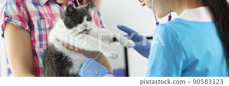 Female owner hold cat on hands and veterinarian woman examine domestic pet Female owner hold cat on hands and veterinarian woman examine domestic pet 90583123
