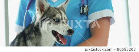 Female veterinarian with puppy husky on vet appointment in clinic 90583208