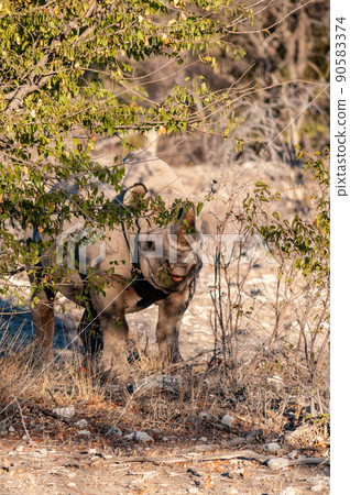 A black Rhinoceros Browsing in the Bushes of Etosha 90583374
