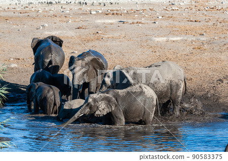 Close up of a Herd of African Elephants Bathing and Drinking in a Waterhole 90583375