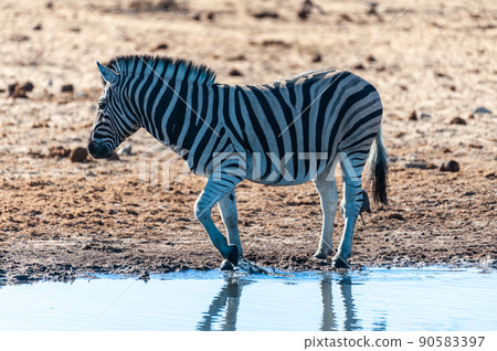 A group of Zebras in Etosha A group of Zebras in Etosha 90583397