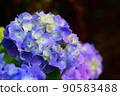Close-up hydrangea 2 90583488