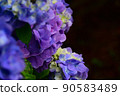 Close-up hydrangea 1 90583489