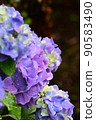 Purple hydrangea vertical position 90583490