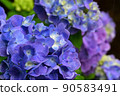 Purple hydrangea horizontal position 90583491