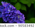 hydrangea   90583492