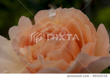 杏粉紅玫瑰摩納哥夏琳公主 杏粉紅玫瑰摩納哥夏琳公主 90583538