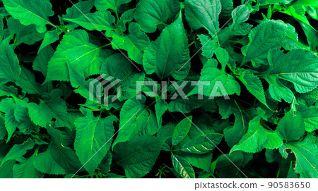 abstract green leaves texture, nature background abstract green leaves texture, nature background 90583650