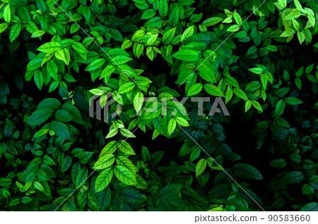 abstract green leaves texture, nature background 90583660