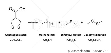 Asparagus urine and its chemical compounds. Responsible for the strong odor of the urine, after eating Asparagus officinalis, is asparagusic acid, enzymatically split into sulfur-containing compounds. 90584288