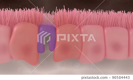 Intestinal villi with bacteria and viruses. 90584443