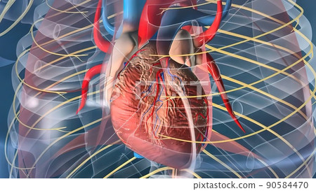 Human heart, Human heart model, Full clipping path included, Heart Anatomy, Human heart, Human heart model, Full clipping path included, Heart Anatomy, 90584470