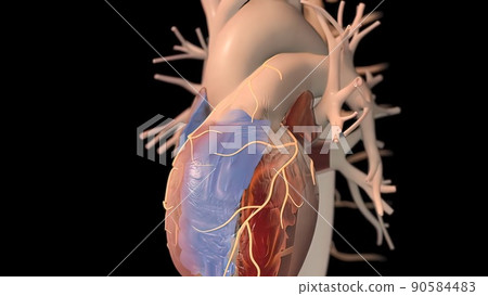 3D Illustration of Human Heartbeat Anatomy 3D Illustration of Human Heartbeat Anatomy 90584483