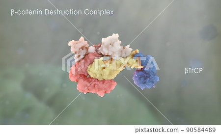 Catenin plays a role in cancer development 90584489