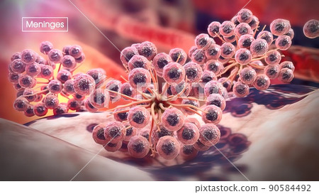 Membrane structure surrounding the meninges, brain and spinal cord (central nervous system) Membrane structure surrounding the meninges, brain and spinal cord (central nervous system) 90584492