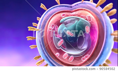 Cell nucleus and protein 3d 90584502