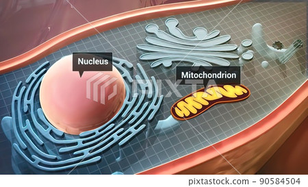 Cell structure and components, mitochondria, nucleus and cytoplasm Cell structure and components, mitochondria, nucleus and cytoplasm 90584504