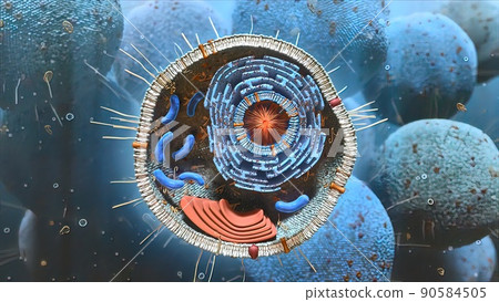 Cell structure and components, mitochondria, nucleus and cytoplasm 90584505