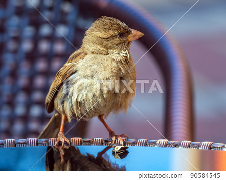 Fledgling of the sparrow is sitting on a specular table of street cafe. 90584545