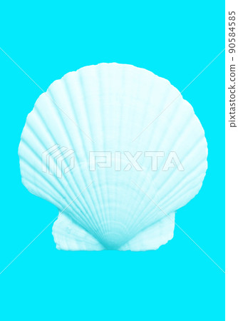 Beautiful white shells, sea / summer image material 90584585