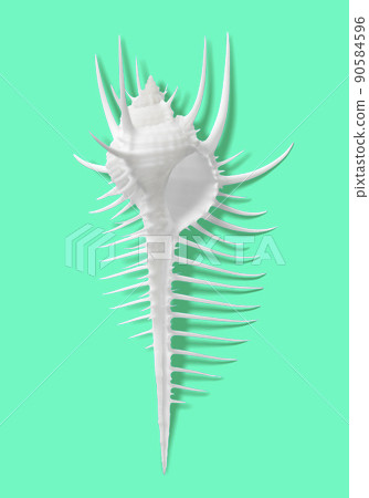 Beautiful white shells, sea / summer image material 90584596