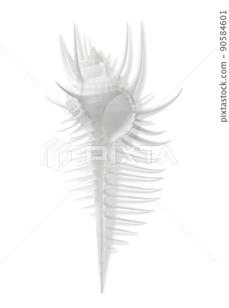 Beautiful white shells, sea / summer image material 90584601