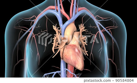 Abdominal area of a human with transparent skin showing the lungs, stomach, int Abdominal area of a human with transparent skin showing the lungs, stomach, int 90584804