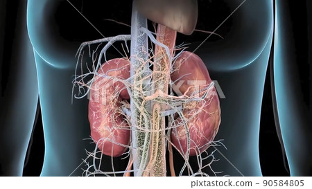 3D of Human kidneys, Purification in nephrons 3D of Human kidneys, Purification in nephrons 90584805