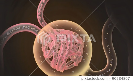 Renal system. Renal blood circulation - Stock Illustration [90584807