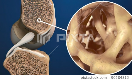 knee bone anatomy 90584813