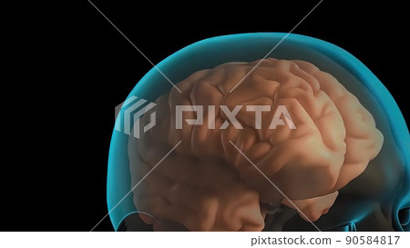Know your brain. of Meninges 90584817
