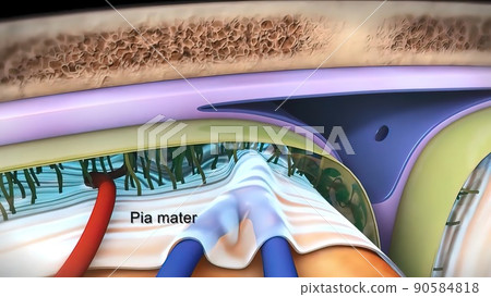Know your brain. of Meninges 90584818