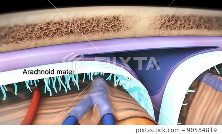 Know your brain. of Meninges 90584819