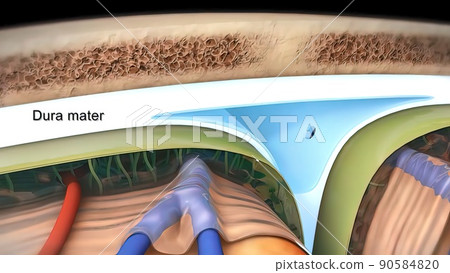 Know your brain. of Meninges 90584820