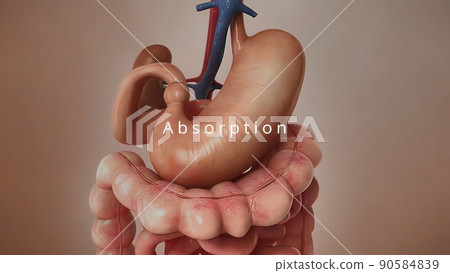 Human Digestive System Anatomy  Concept. 3D 90584839