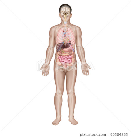 human organs 90584865