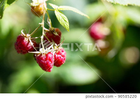 Ripe red raspberries on the raspberry plantation in the garden in the open air. 90585220