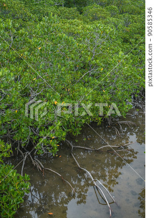 Okinawa Prefecture Iriomote Island Mangrove 90585346