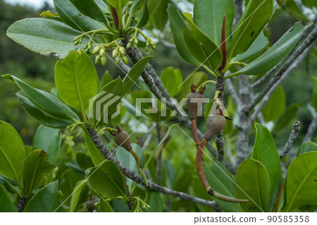 沖繩縣西表島紅樹林 沖繩縣西表島紅樹林 90585358