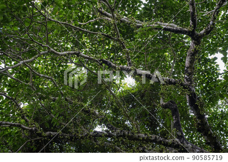 沖繩縣西表島 Giran Inubiwa 沖繩縣西表島 Giran Inubiwa 90585719
