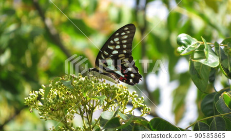 Mikado Swallowtail Mikado Swallowtail 90585865